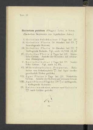 Tab. 22 Bacterium putidum