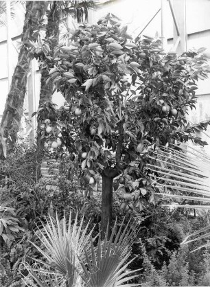 Insel Mainau, Orangenbaum im neuen Palmenhaus