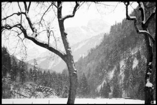 Hirschau: Blick gegen Mittagsfluh, Vordergrund Baum
