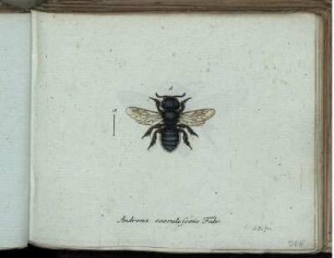 Andrena coerulescenis Fabr. [bis] Eucera linguaria Fabr.