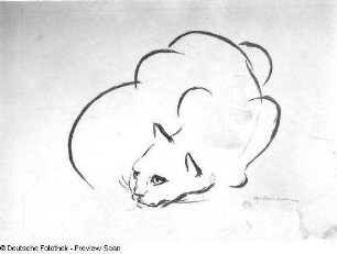 Lauernde Katze : Lauernde Katze. Kohlezeichnung (1946; E. Richter). Dresden-Striesen, Borsbergstraße 11, Atelier der Künstlerin