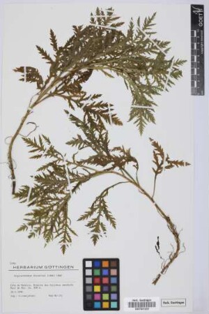 Argyranthemum dissectum (Lowe) Lowe