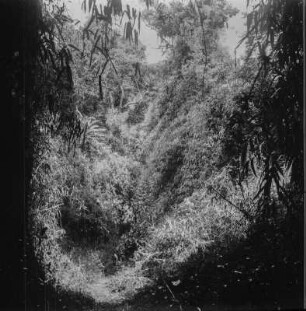 Regenwald : Hohlweg durch den Regenwald