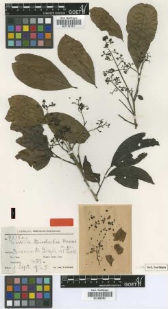 Trichilia steinbachii Harms [type]