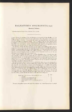 Halmaturus Stigmaticus, Gould. Branded Wallaby