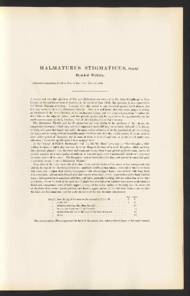 Halmaturus Stigmaticus, Gould. Branded Wallaby