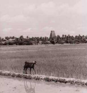 Indien, Reispflanzung