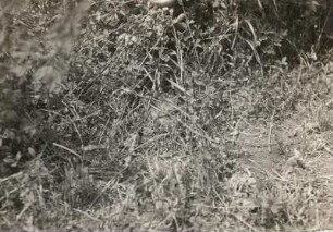 Rebhuhn (Perdix perdix L.), brütend
