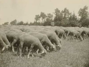 Hausschaf (Ovis gmelini aries). Herde auf der Weide in Cotta bei Pirna