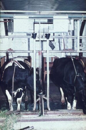 Fotografie: Fütterungstechnik, Futtervorlage, Milchviehhaltung, Anbindehaltung, Kraftfutter, Trockenfütterungsanlage
