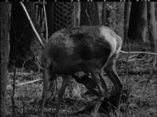 Cervus elaphus (Cervidae) - Rothirsch