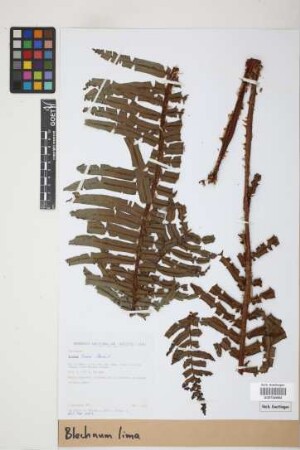 Blechnum lima Rosenst.