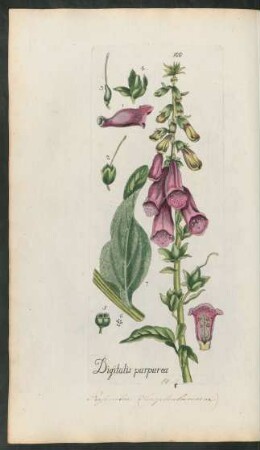 100. Digitalis purpurea
