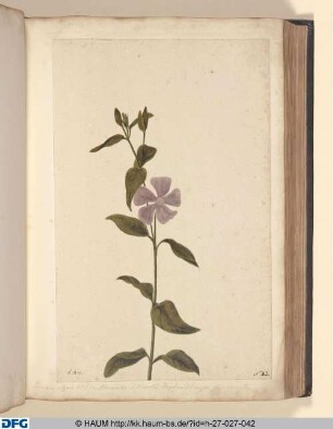 Pervinea vulgaris latifolia, flore caernlo. S. Clematis Daphnoidesmajor, flore caernlo.