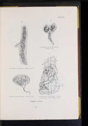 36. Genitalnervenkörperchen. (Dogiel 1893).