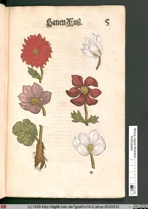 HanenFuß [Anemonen]