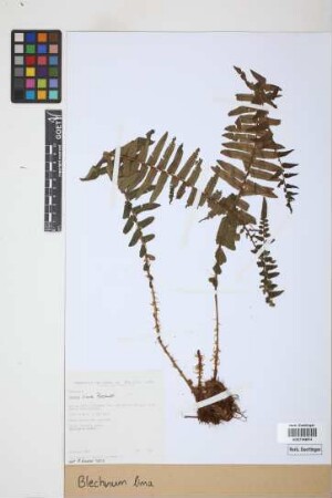 Blechnum lima Rosenst.