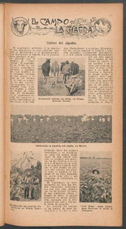 Cultivo del algodón : El campo y la chacra