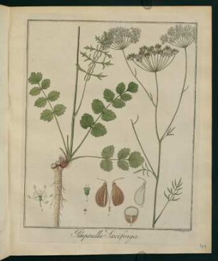 41r, Pimpinella Saxifraga