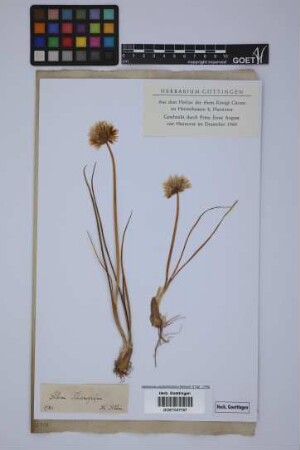 Allium schoenoprasum L.