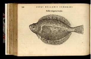 Passer vulgaris