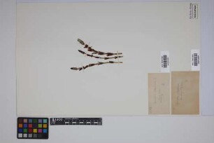 Equisetum sylvaticum L.