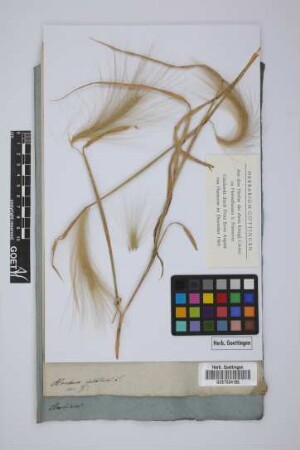 Hordeum jubatum L.
