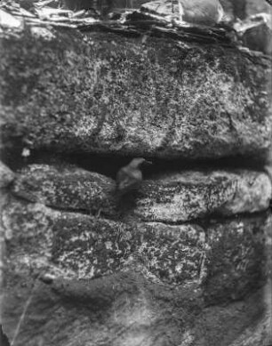 Gartenrotschwanz : Rochlitzer Berg, Gartenrotschwanz (Phoenicurus phoenicurus L.) am Eingang der Nisthöhle.