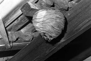 Schädlingsbekämpfung: Beseitigung von Wespennest: Straße Hinterm Vogelherd: Dachraum von Einfamilienhaus: Nest unter Dachbalken: 9. Juli 1992