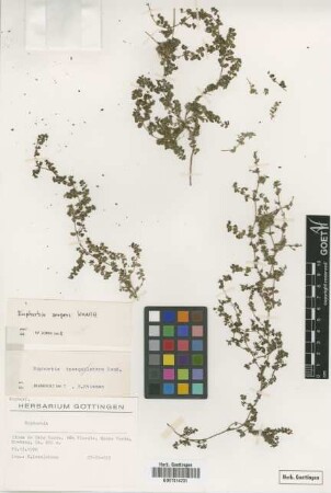 Euphorbia