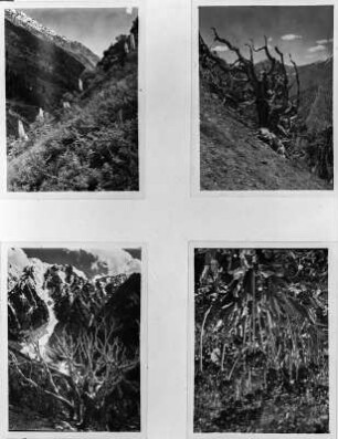 Andenvegetation (Südamerikareise 1926-1929)