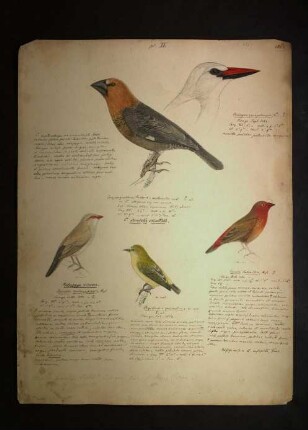 Ornithologie pl. XV.