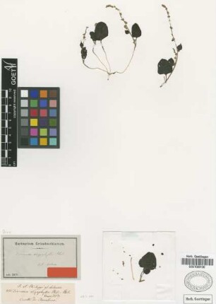 Dioscorea oligophylla Phil. [type]