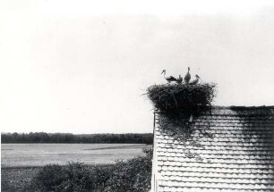 Bauernhof in Brohna : Bauwesen - Wirtschaftsgebäude und Gehöfte. Ort: Bronjo / Brohna. Storchennest