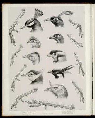 [Plate I. Generic characters]
