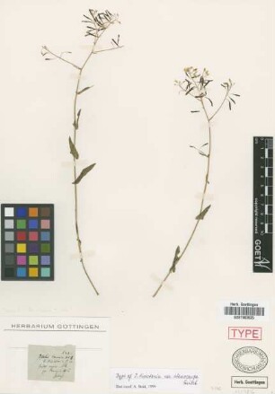 Isatis tinctoria L. var. stenocarpa Griseb.[type]