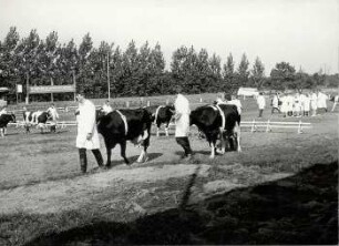 Viehbeschau in Sonnewalde : Viehwirtschaft - häusliche Viehwirtschaft. Ort: Sonnewalde, Kreis Finsterwalde. Viehmusterung des Kreises Finsterwalde (auf dem neuen Reitplatz)