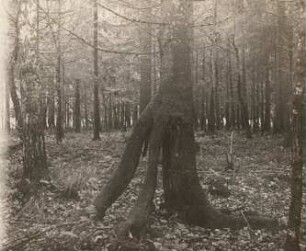 Bialowieza. Entstehung von Stelzenbäumen, über einem Baumstumpf entstandener Stelzenbaum