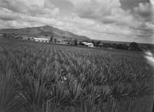 Sisalplantage : Anpflanzungen von Sisal-Agaven