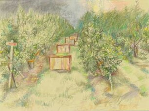 Obstplantage vor der Ernte