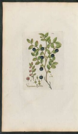 130. Vaccinium myrtillus