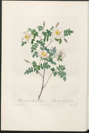 Rosa Candolleana Elegans. Rosier de Candolle. Langlois sculp.
