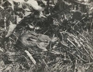 Wildkaninchen (Oryctolagus cuniculus L.), beim Fressen