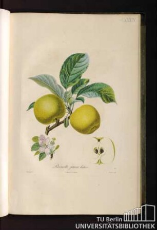 Reinette jaune hative.