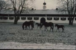 Fotografie: Pferdehaltung, Auslauf, Weidehaltung