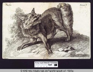 Fuchs Renard