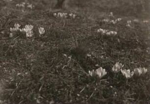 Glashütte, Arbeitsschulgarten. Krokusse (Crocus)