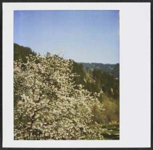 Blühender Baum in Stumm