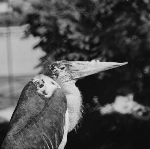 Zootiere. Marabu