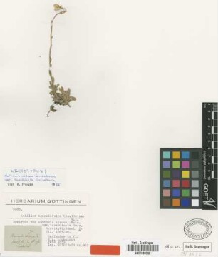 Anthemis aizoon Griseb. var. Griseb. scardicola[lectotype]